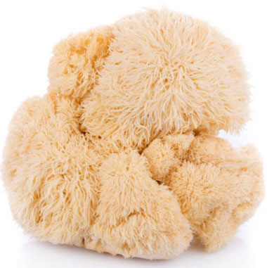 Lion's Mane Mushroom (Medicinal)