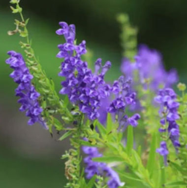 Skullcap (Scutellaria lateriflora)